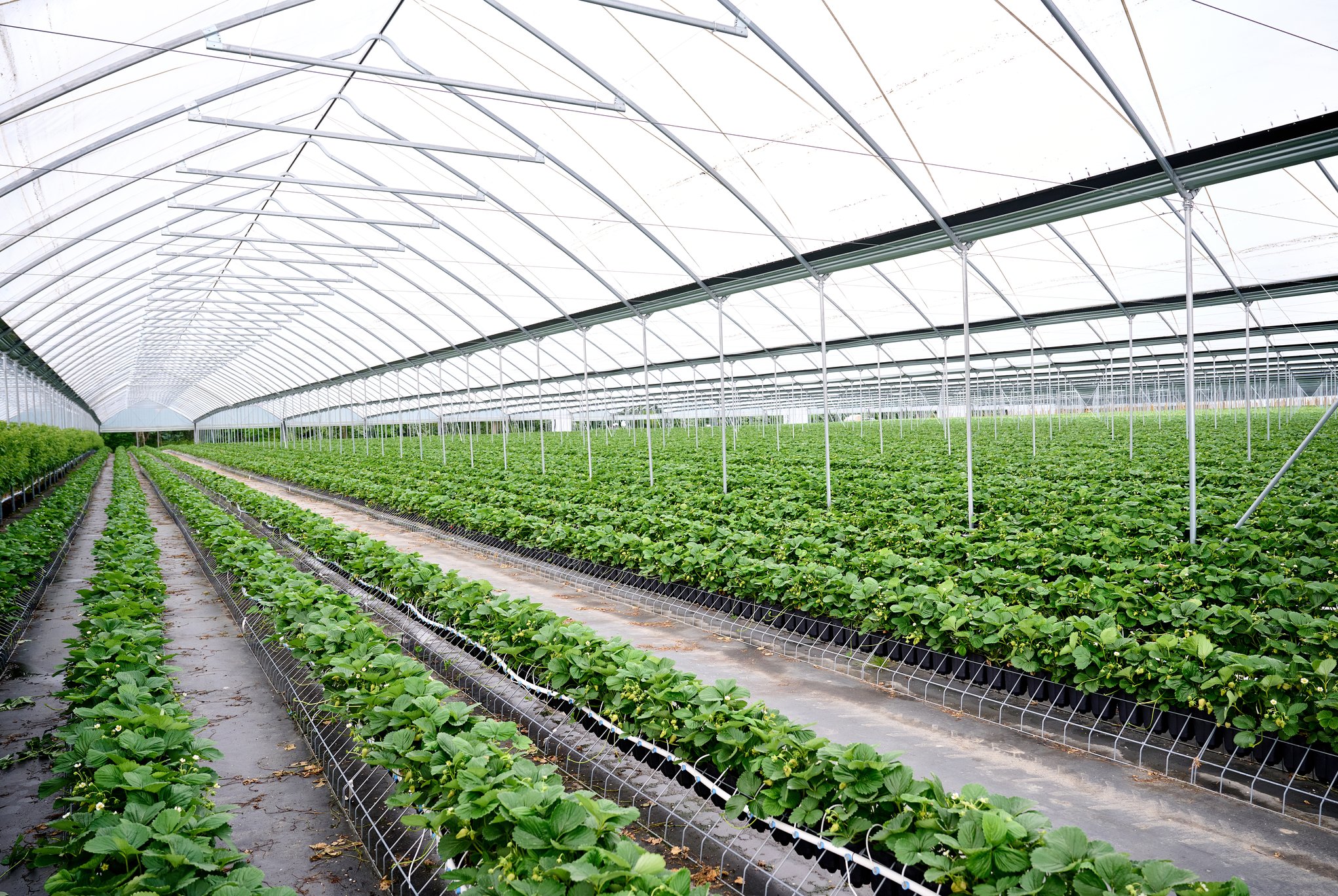 Interior of a commercial greenhouse with rows of strawberry plants at Nourse Farms